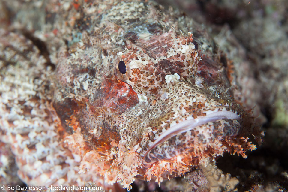 BD-130710-Maldives-0119-Scorpaenopsis-oxycephala-(Bleeker.-1849)-[Caledonian-devilfish].jpg